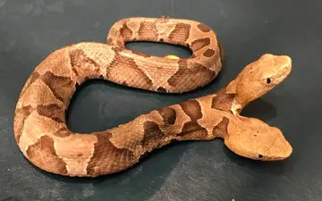 کشف مار سمی دو سر در حیاط خانه +فیلم 