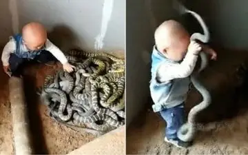 بازی کودک خردسال چینی با مارها! +فیلم 