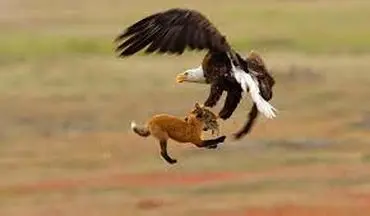 ویدیو/ رکب خوردن عقاب تیزبین هنگام شکار روباه! 