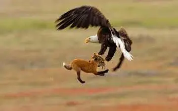 ویدیو/ رکب خوردن عقاب تیزبین هنگام شکار روباه! 