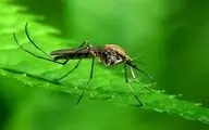 راز‌های جالب درباره پشه‌ها که شگفت‌زده‌تان می‌کند