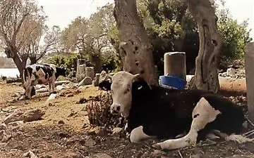 یک شهر تاریخی در ترکیه به فروش گذاشته شد! + عکس 