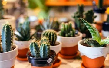 واسه رشد کاکتوس چه نوری بهتره؟