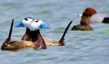 بازگشت اردک‌های سرسفید به تالاب بین المللی قوریگول