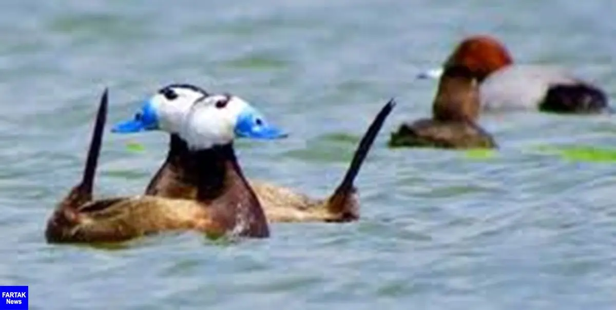 بازگشت اردک‌های سرسفید به تالاب بین المللی قوریگول