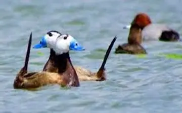 بازگشت اردک‌های سرسفید به تالاب بین المللی قوریگول