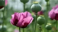  تریاک باعث کاهش فشار خون و قند می شود یا نه؟