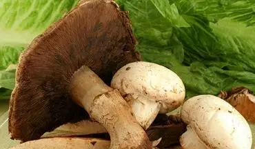 لب به این نوع قارچ نزنید احتمال مرگ وجود دارد
