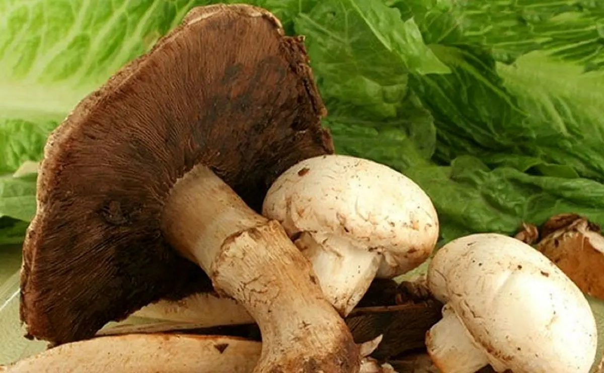 لب به این نوع قارچ نزنید احتمال مرگ وجود دارد