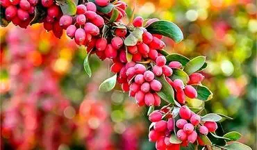 خواص زرشک | بی نظیره!