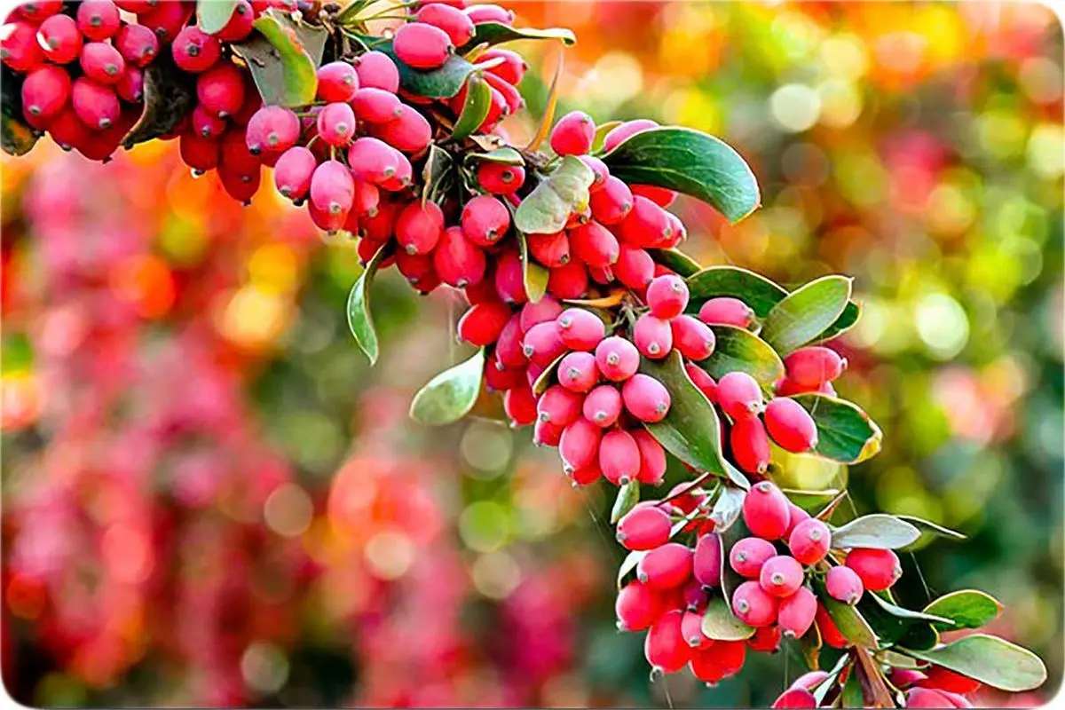 خواص زرشک | بی نظیره!