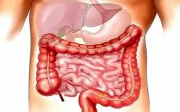 بهترین گیاه دارویی برای سلامت روده