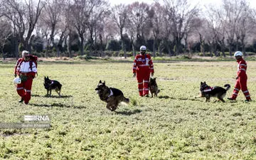 جزئیات مفقودی ۱۲ گردشگر در جنگل‌های مازندران/ عملیات امداد و نجات ادامه دارد