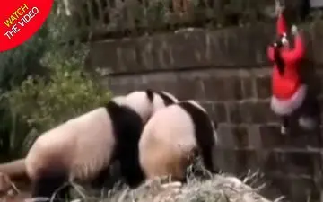 صحنه دلهره آور سقوط کودک به داخل محفظه باغ وحش! +فیلم 