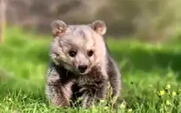 لحظات شیرین بازگشت به زندگی توله خرس در مریوان پس از قتل دلخراش خرس مادر