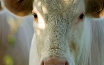 ایدز در برابر گاو کم آورد؛ گاو ها می توانند بشریت را از "ایدز"نجات دهند