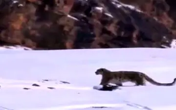 ویدیو| بدشانسی عجیب پلنگ هنگام شکار 