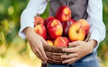 سیب: راز مقابله با ضعف و سستی ناشی از افزایش سن!