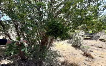 بازدید میدانی از جنگلهای بخش گهواره