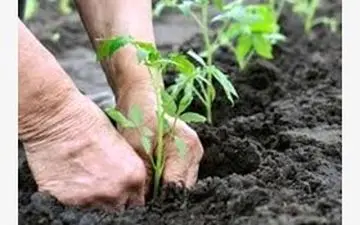 حکم جالب یک دادگاه: متخلفان 10 ساعت برای محیط زیست کار خواهند کرد