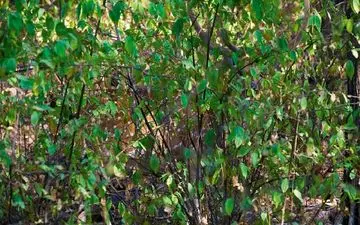 اگر بتونی در عرض 10 ثانیه حیوان پنهان شده در تصویر را پیدا کنی خیلی تیز بینی!