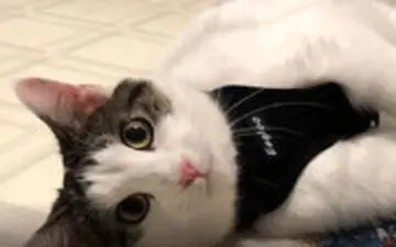 نخستین ابتلای حیوانات به کووید19  این دو گربه در آمریکا کرونا گرفتند