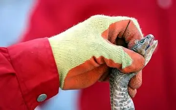 مشاهده مارهای سمی در مناطقی از استان ایلام