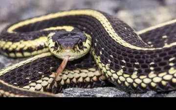 هجوم مارهای سمی به خانه زن جوان! +فیلم 