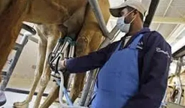 تب مالت در کمین مصرف کنندگان شیر شتر