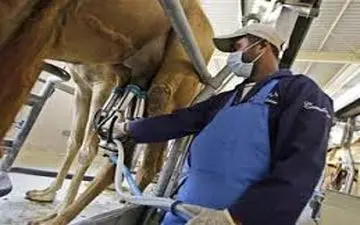 تب مالت در کمین مصرف کنندگان شیر شتر