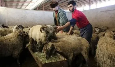 قیمت روز دام زنده شهریور ۱۴۰۴؛ نرخ گوسفند در استان‌ها + جدول