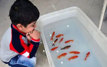 در نگهداری از ماهی قرمز لازم است این نکات را رعایت کنید