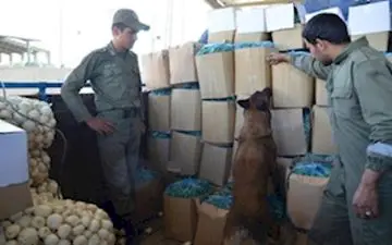 قاچاق تریاک به نام پیاز 