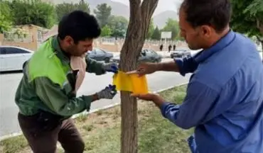 استفاده از تله رنگی به جای سموم شیمیایی در کنترل آفات درختان