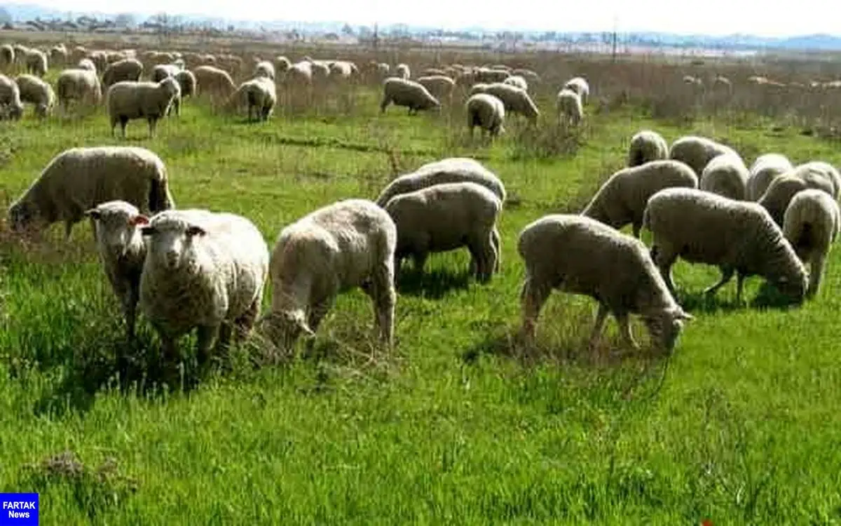 قیمت گوشت سربالایی می‌رود