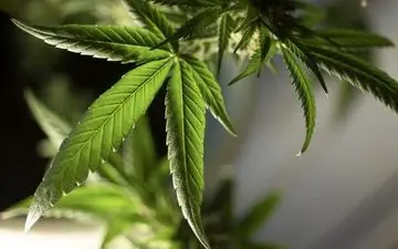 ماری‌جوانا و سیستم ایمنی