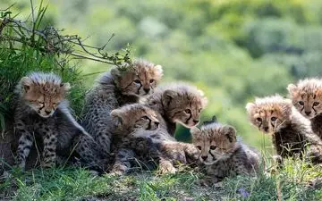 تصویر جدید از توله یوزهای ایرانی پس از چند روز بی خبری