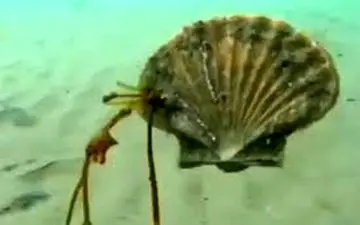  صحنه‌ای نایاب از زیر اقیانوس