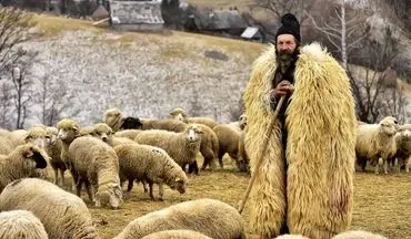 چوپان در لباس گوسفند | عکس برتر و متفاوت نشنال جئوگرافیک