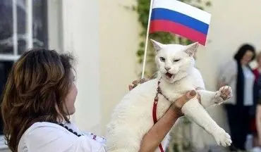 گربه سفید ناشنوا، پیشگوی جدید جام جهانی فوتبال 2018 