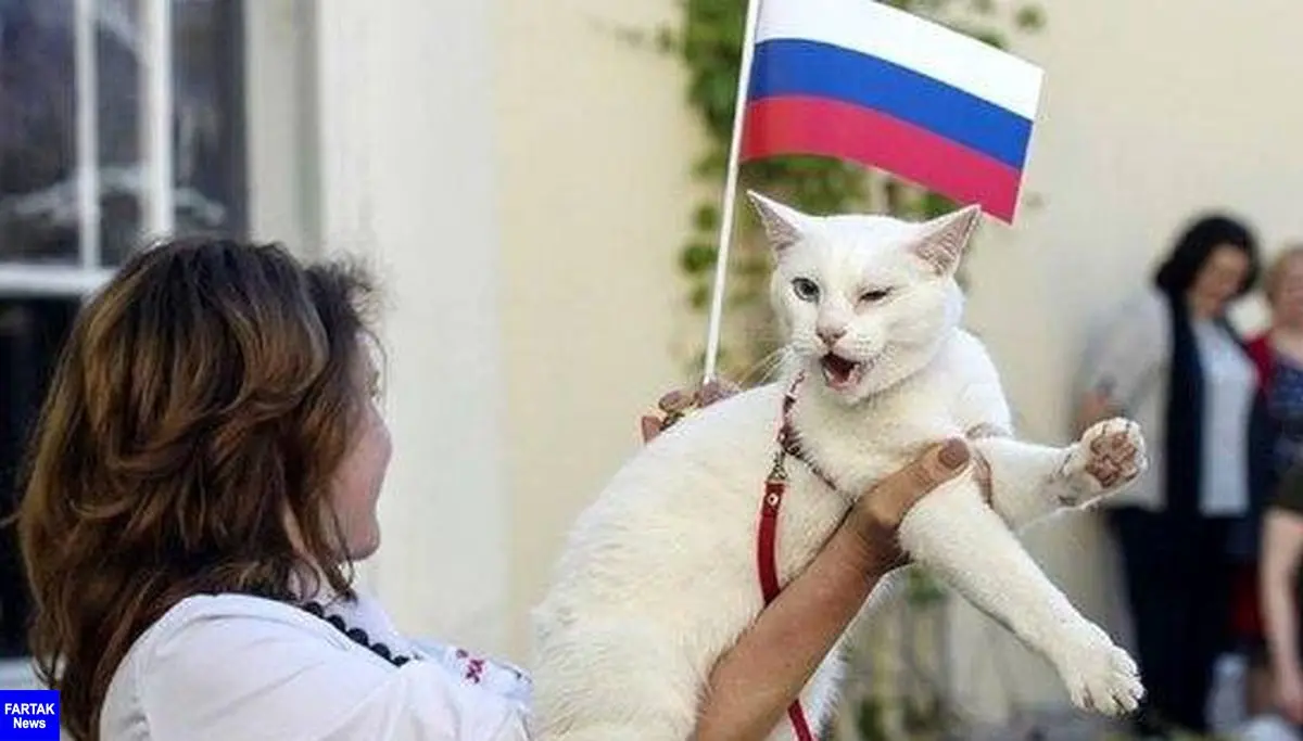 گربه سفید ناشنوا، پیشگوی جدید جام جهانی فوتبال 2018 