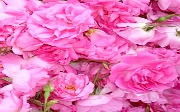 خواص دارویی گل محمدی 