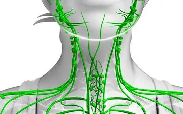  چگونه سیستم لنفاوی خود را به طور طبیعی پاکسازی کنیم؟