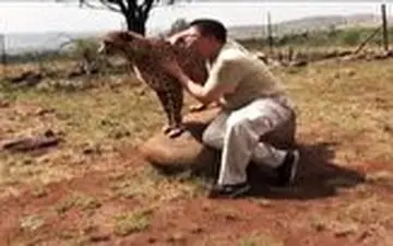 وقتی یوزپلنگ، عروسکی برای عکس گرفتن می‌شود! 