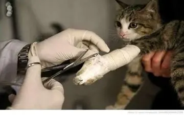 بیمارستانی اختصاصی برای درمان دام‌های کوچک در کرمانشاه