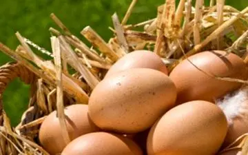 در سفر تخم مرغ محلی نخریم؟