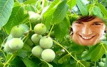 رفع جرم و پلاک دندان در ۵ دقیقه با پوست گردو! + روش تهیه