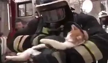نجات یک گربه توسط آتش نشانان با تنفس مصنوعی + فیلم 