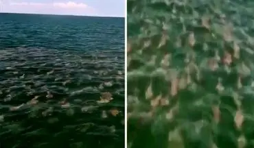 صحنه باورنکردنی در دریا که ماهیگیر را حیرت زده کرد!