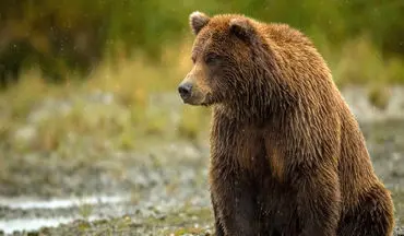 مشاهده یک قلاده خرس در ارتفاعات «گدوک»